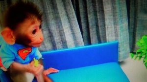 Обезьянка Бон Бон  и ее друзья    ПОДПИШИСЬ