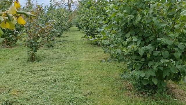 Фундук Шедевр Ростов-на-Дону | Small Gardens