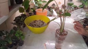 Перевожу алоказию лонгилоба в минеральный грунт