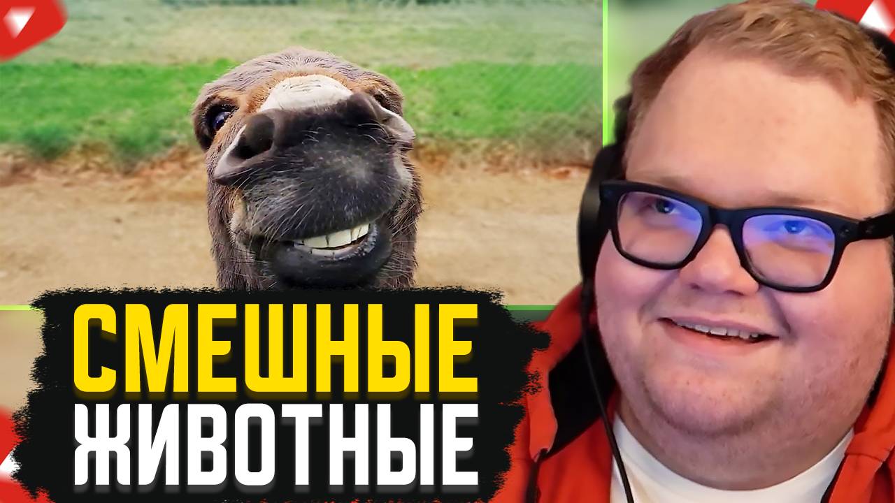 T2x2 СМОТРИТ: САМЫЕ СМЕШНЫЕ ЖИВОТНЫЕ ЗА ВСЁ ВРЕМЯ (Часть 2) // Daily Dose Of Internet смотреть онлайн