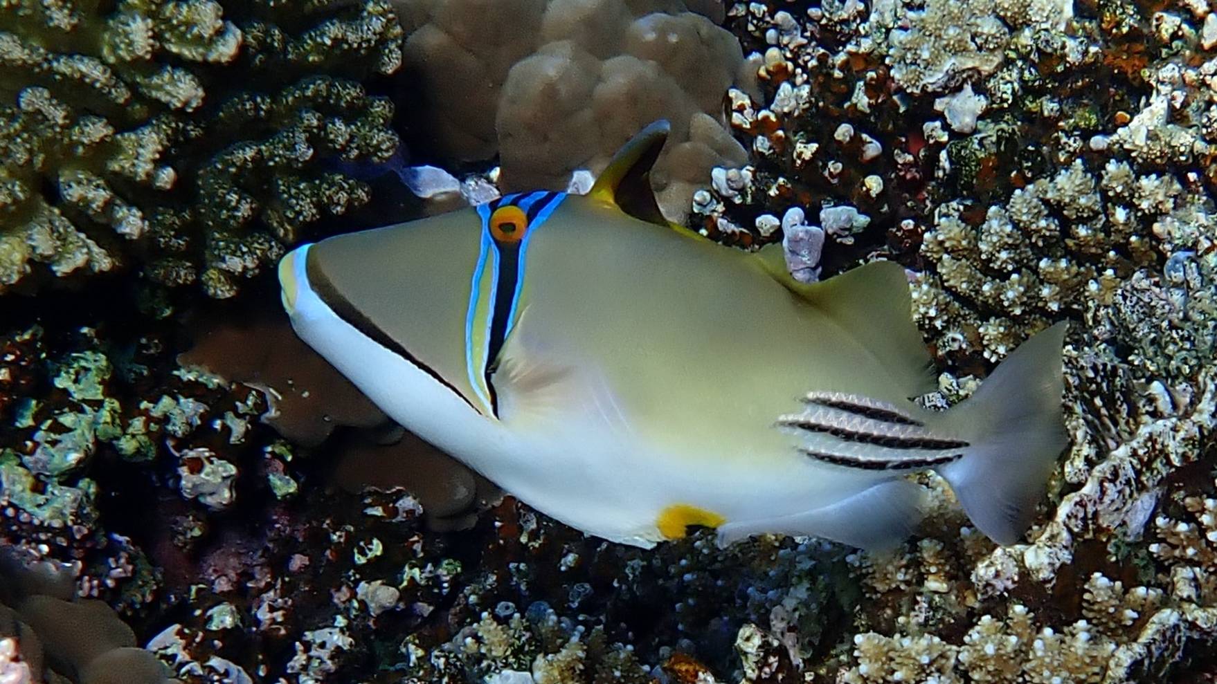 Ринекант Пикассо с разложенным "ножиком" на спине