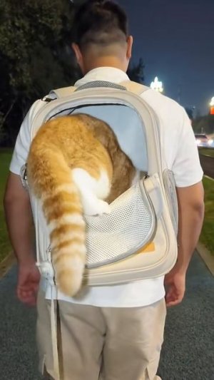 #приколы #юмор #прикол #смешно #коты #кот #кошки #котята #топ #топчик #роликдня #видеодня #лучшее #л