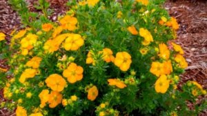 Снова лечимся. Шикарная посылка от подписчицы. Жизнь станичная.