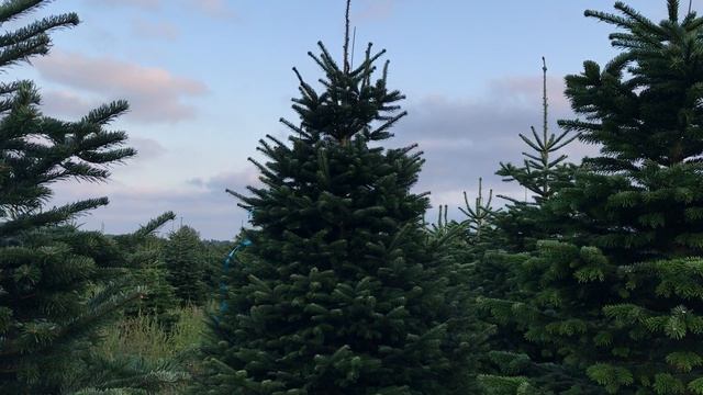 25 0499 Пихта Нордмана срезанная. Живые новогодние елки.