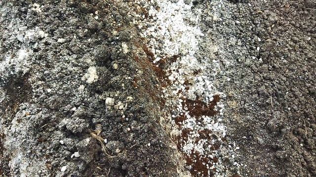 Чеснок сажаю 2 октября за 2-3 недели до морозов. Чеснок должен успеть укорениться, но не всходить.