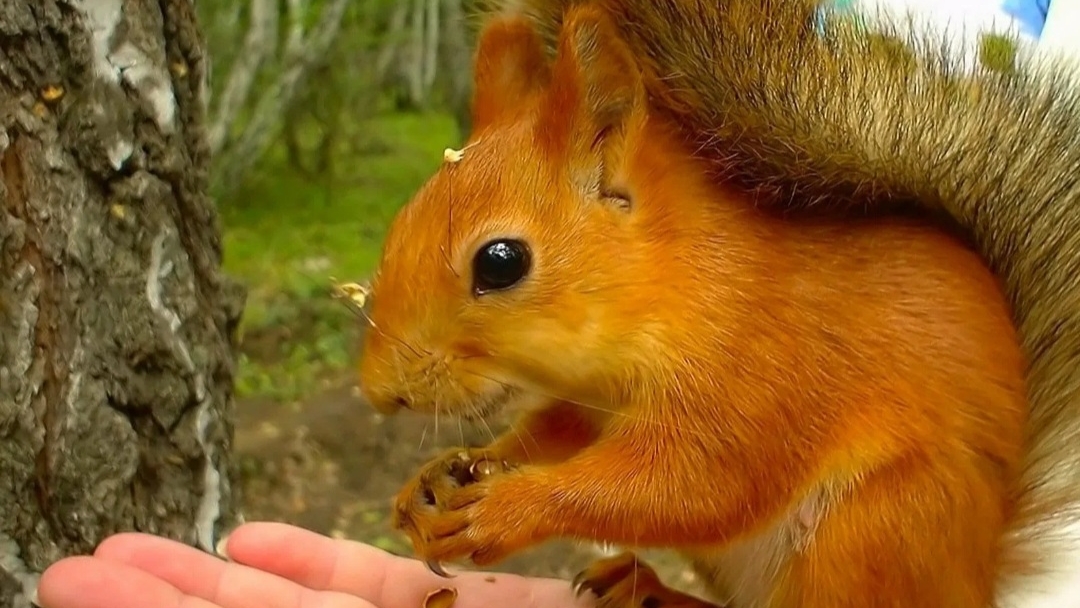 Белки, практически ручные:) смотреть онлайн