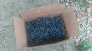 VID_20251001_112452.mp4