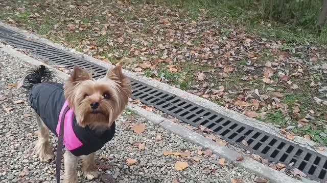 Йорко - осень