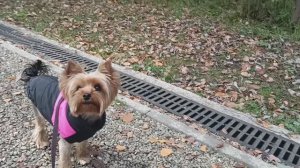 Йорко - осень