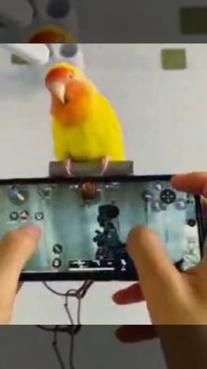 Идеальный напарник