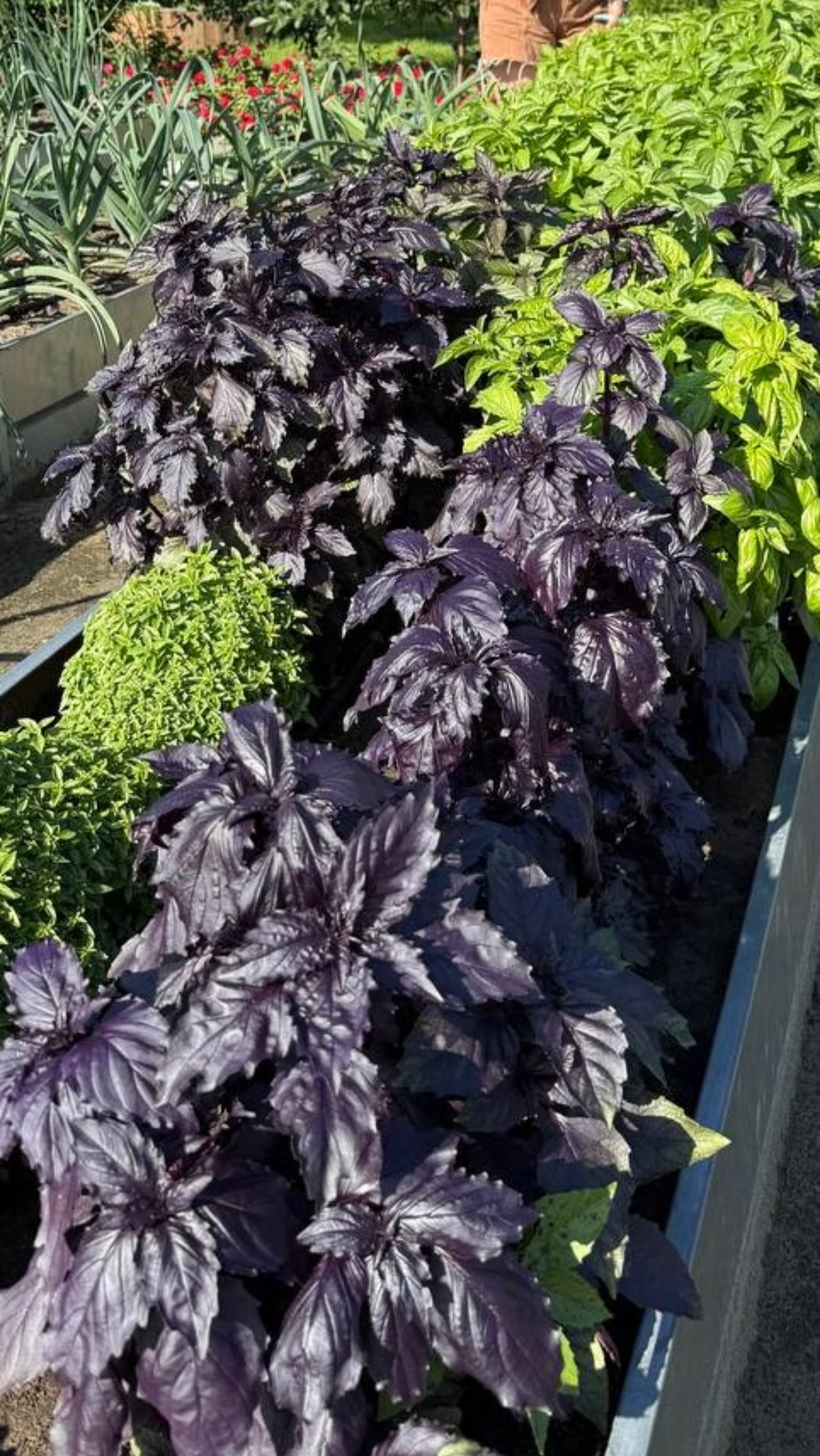 ОМОЛАЖИВАЕМ БАЗИЛИК смотреть онлайн