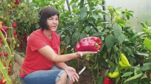 №10 Отличный урожай сладкого перца поспел в теплице! Показываем перцы с разрезами! 20.08.25 г.