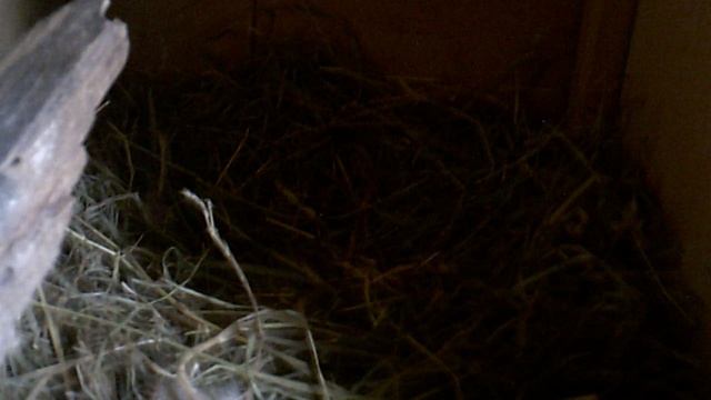 Сбор куриного урожая утром