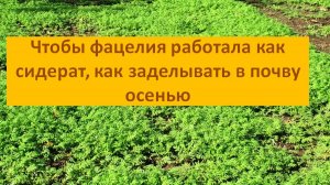 Чтобы фацелия работала, как сидерат как правильно заделывать в почву осенью