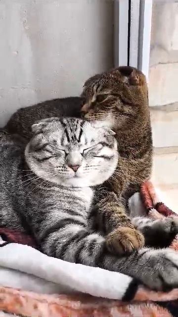 кот Тимон и кошка Василиса смотреть онлайн