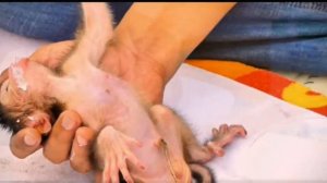 Усыновитель и его подопечная новорождённая обезьянка ...   1000035772.mp4