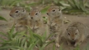 ... Что такое Симбиоз...