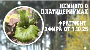 Немного о ПЛАТИЦЕРИУМАХ. Фрагмент эфира от 1-10-2025