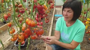 №9 Замечательные томаты селекции Софии Сааковой. Показываем с разрезами (видео 2) 17.08.25 г.