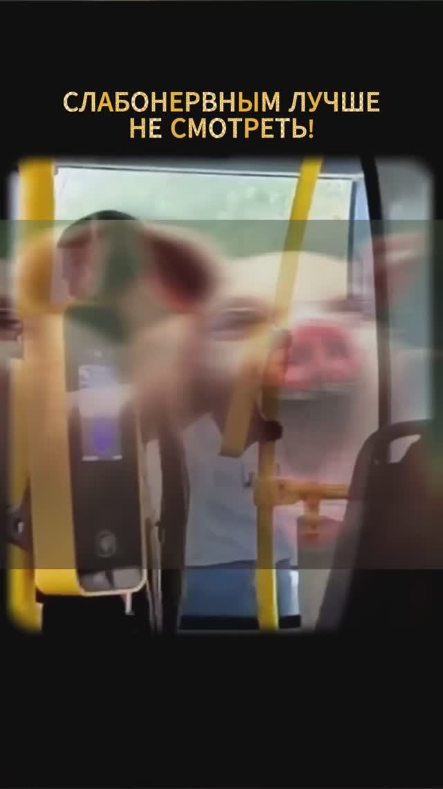 СЛАБОНЕРВНЫМ ЛУЧШЕ НЕ СМОТРЕТЬ! смотреть онлайн