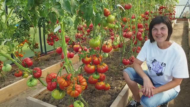 №8 Обзор крупноплодных сортов в наших теплицах. Сорта принесут вам помидор-килограмм. 07.08.25 смотреть онлайн