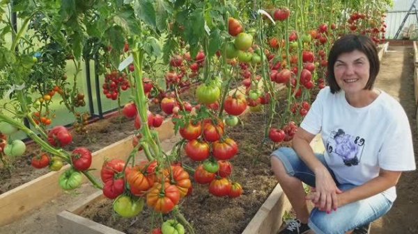 №8 Обзор крупноплодных сортов в наших теплицах. Сорта принесут вам помидор-килограмм. 07.08.25