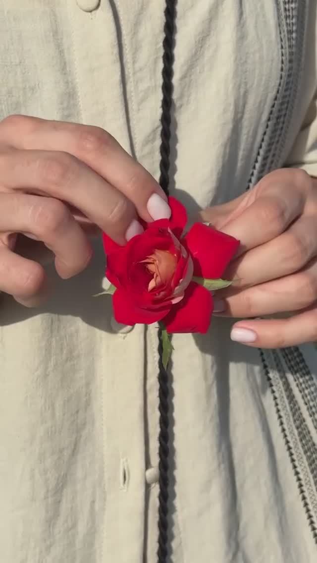 ОЧЕНЬ КРАСИВАЯ РОЗА ШАНТИ смотреть онлайн