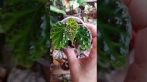 обзор бегоний.Новая посылка и немного разочарований 😣