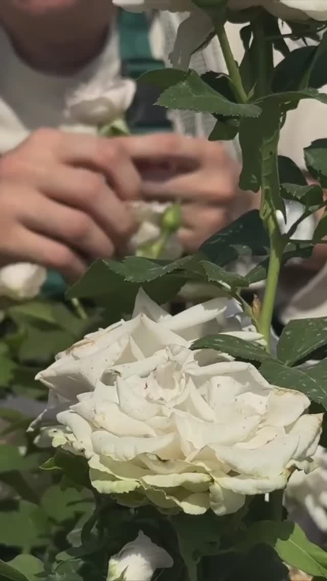 РОЗА С АРОМАТОМ ЧЕРНОПЛОДНОЙ РЯБИНЫ смотреть онлайн