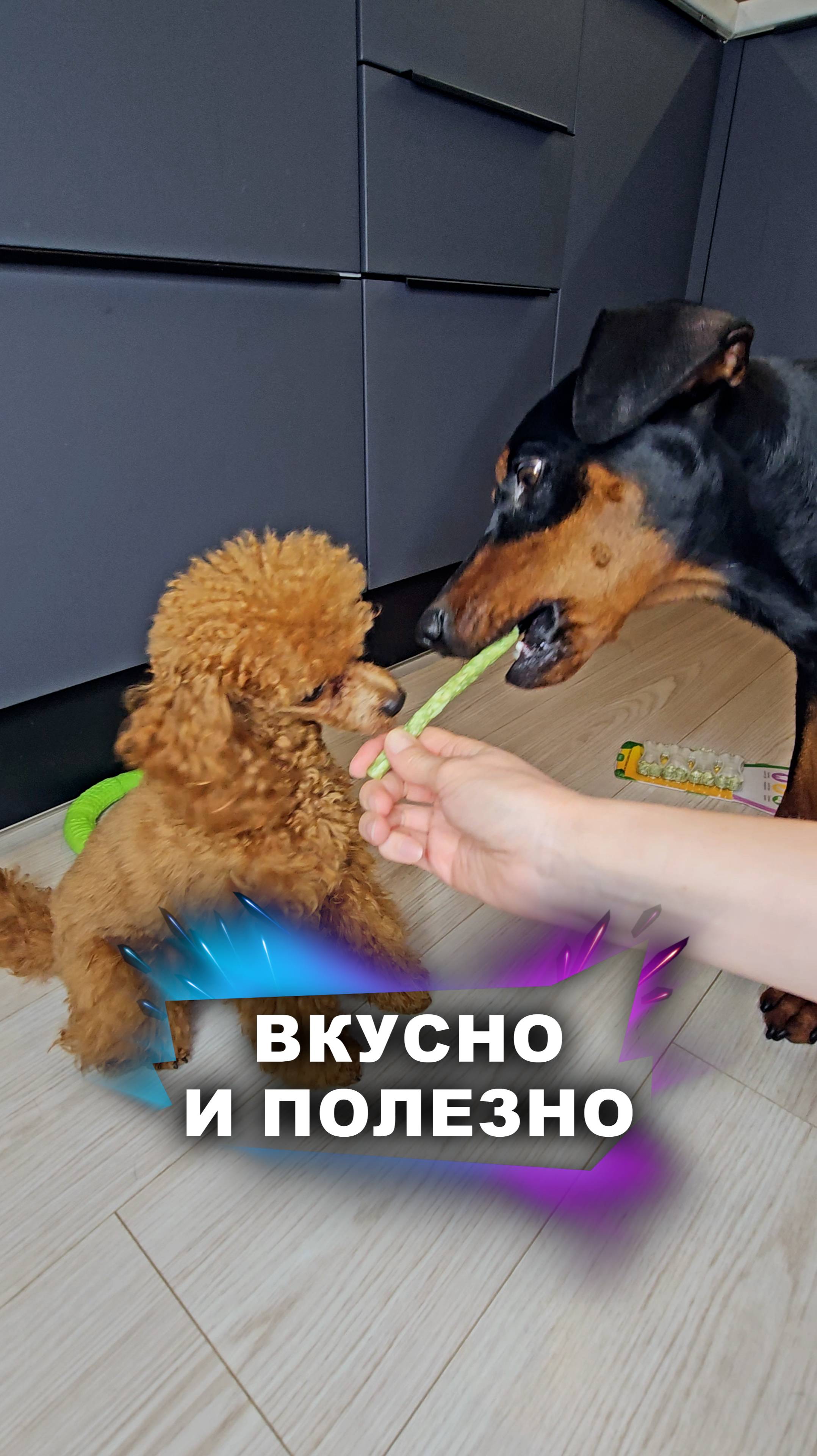 Вкусные подарки для собак #животные смотреть онлайн