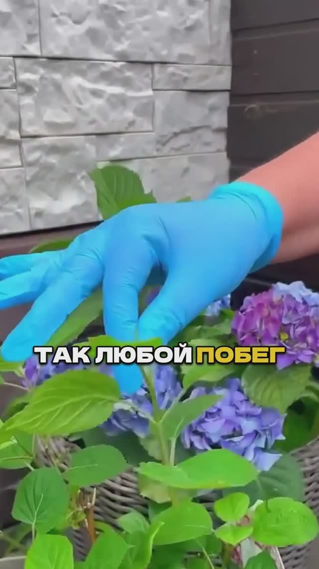 Осеннее Черенкование Без Потерь 🍂🔥 смотреть онлайн