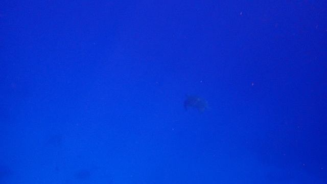 черепаха у внешнего рифа SHONI Bay