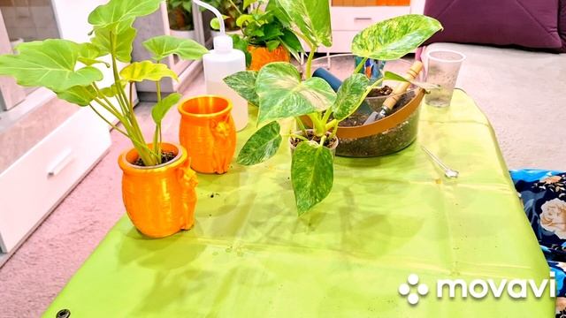 ЦВЕТОЧНЫЕ ДЕЛА И НОВЫЕ ГОРШОЧКИ.КОМНАТНЫЕ РАСТЕНИЯ(ЦВЕТЫ). смотреть онлайн