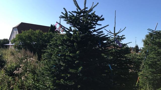 11 2465 Пихта Нордмана срезанная. Живые новогодние елки.