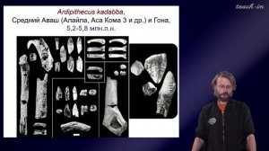 Дробышевский. Эволюция человека