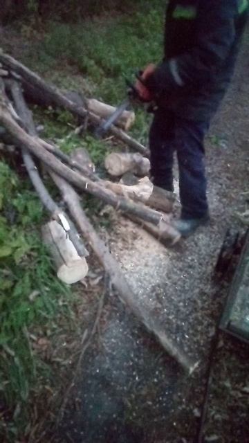 как заготовить клён Бензопилой штиль валежник на дрова