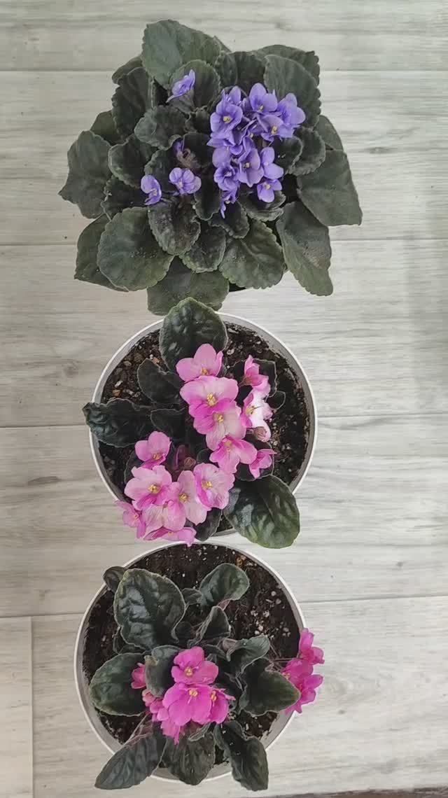 МАЛО КТО ЗНАЕТ ЧТО ФИАЛКА БУДЕТ ЦВЕСТИ КРУГЛЫЙ ГОД ЕСЛИ СДЕЛАТЬ ТАК! #цветы смотреть онлайн