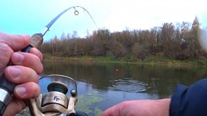 Эти проглоты любят ЖИВЦА покрупнее! Ловля ЩУКИ на ЖИВЦА с берега!