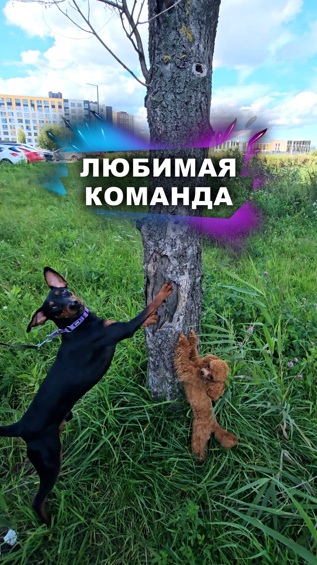 Любимая команда моих собак #животные смотреть онлайн