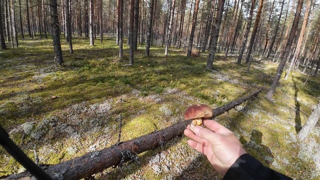 ПЕРЕЛЕСКАМИ АЛЕХОВЩИНЫ 2025.!!. Грибы Не отпускают.!!. смотреть онлайн