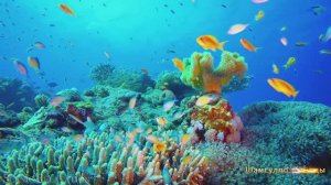 #Коран#АльАнам#СамыеКрасивыеМеста#Relaxation##Islam#Quran#AlAnam#Minshawiy #4кВидео#17часть#