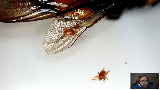 Шмель с автостопщиками: десятки клещей Parasitellus на спине