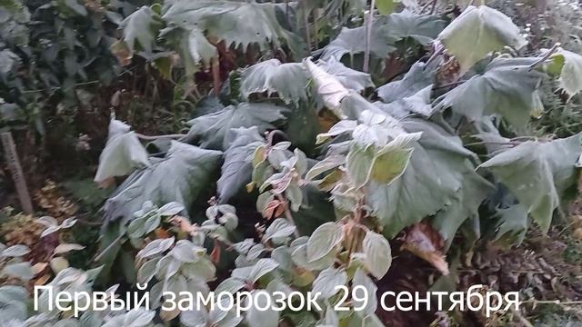 Мои цветочки сентября. Первый заморозок в 2025 г смотреть онлайн