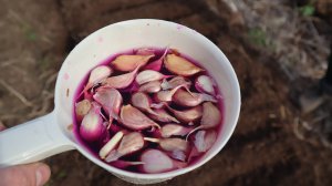 Без этого озимый чеснок не сажаю! Чтобы урожай порадовал вас сделайте так перед посадкой.