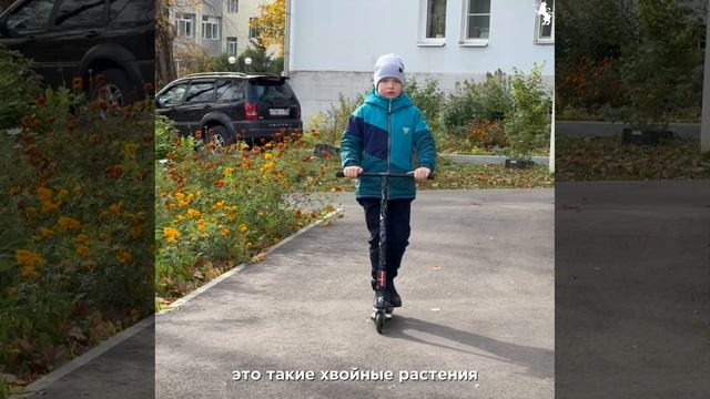 🌿 Владимир готовится к масштабному озеленению! смотреть онлайн