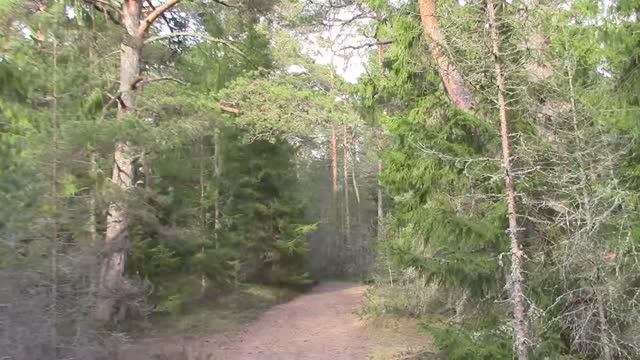 Тропа в елово-сосновом лесу / Прогулка в лесной чаще смотреть онлайн