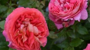 Argonauts- японская роза Таку Кимуро 2022 года. Входит в серию роз     " Эллада"