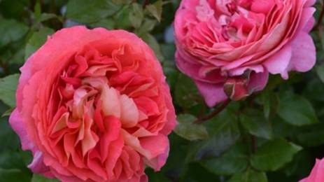 Argonauts- японская роза Таку Кимуро 2022 года. Входит в серию роз     " Эллада"