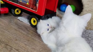 Мама-кошка защищает своего белого котёнка. Подиум. Индейская прогулка.