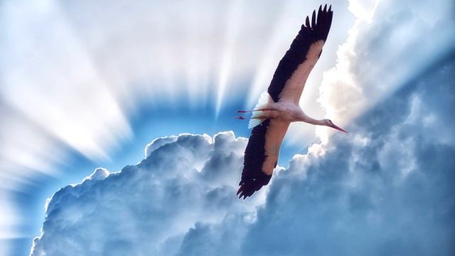 АИСТ🔥(ВИА "Крылатая гвардия")🔥🔥🔥 смотреть онлайн